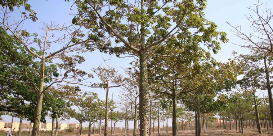 bosques_urbanos_en_barranquilla-2