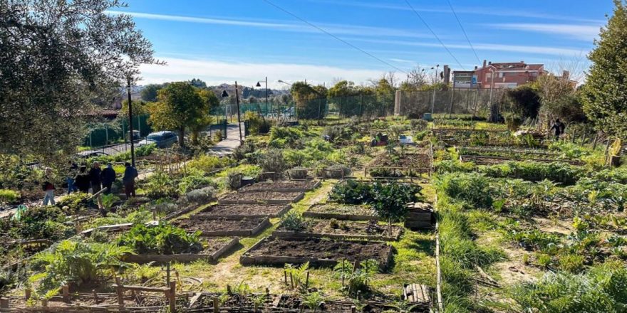 5. Huertas comunitarias beneficiarán a 30 mil personas en Barranquilla