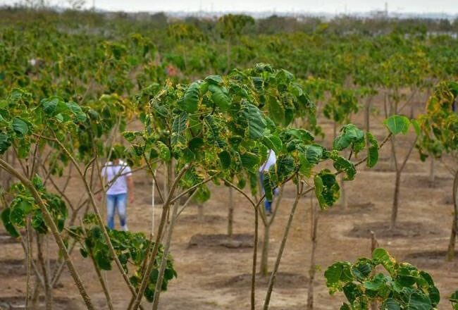 Barranquilla-ya-tiene-su-quinto-bosque-urbano-