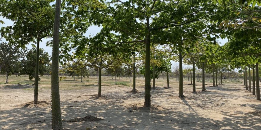 En Barranquilla se han construido 4 bosques urbanos
