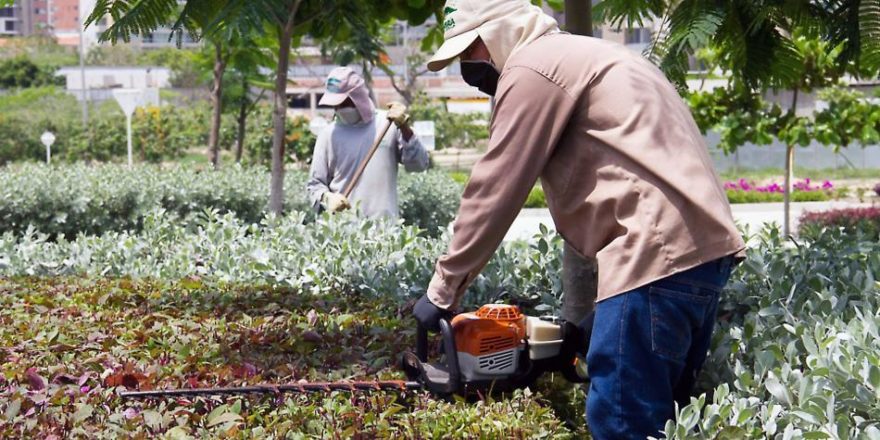Siembra Barranquilla mantiene sus metas pese a verano y pandemia